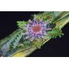 Bracelet en shibori et peyote "fleurs"